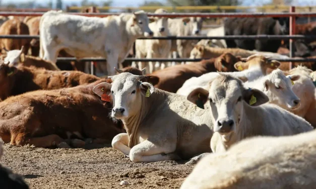 Los permisos de exportación de ganado deben priorizar a las UPP: Congreso