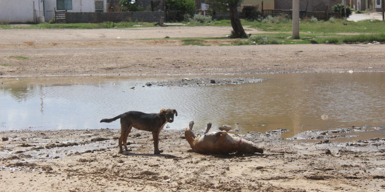 Checa como evitar golpes de calor en tus mascotas