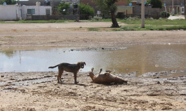 Checa como evitar golpes de calor en tus mascotas