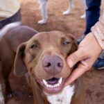 Desarrollo Humano registra 32 adopciones de perritos