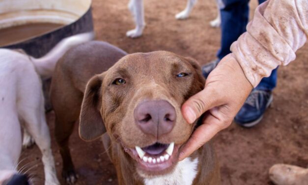Desarrollo Humano registra 32 adopciones de perritos