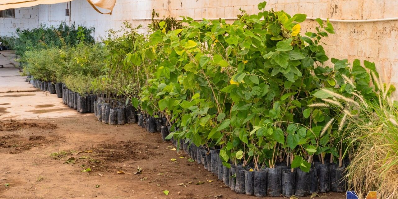 Reciben en Meoqui más de mil árboles para donación