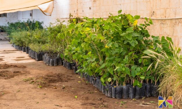 Reciben en Meoqui más de mil árboles para donación