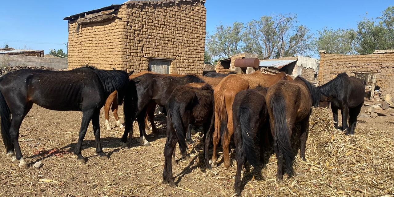 Rescatan a caballos en situación de maltrato