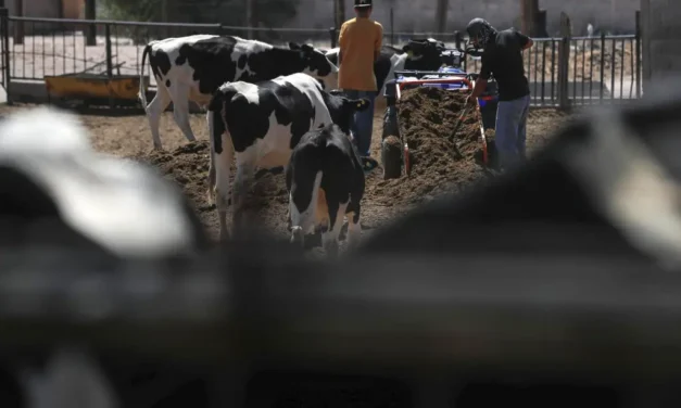 Urge calendario claro para exportación de ganado: PRI