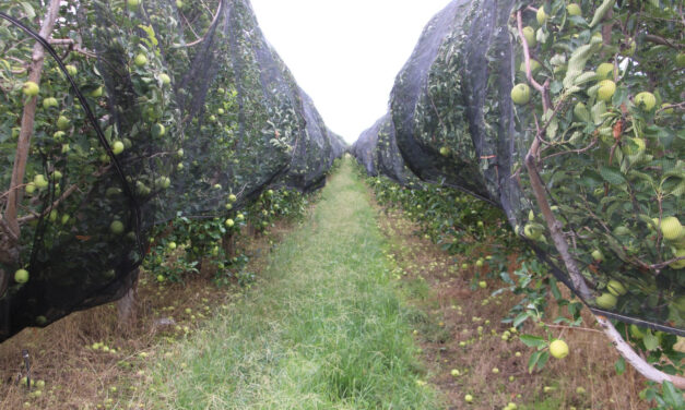 Lidera Chihuahua producción nacional de manzana