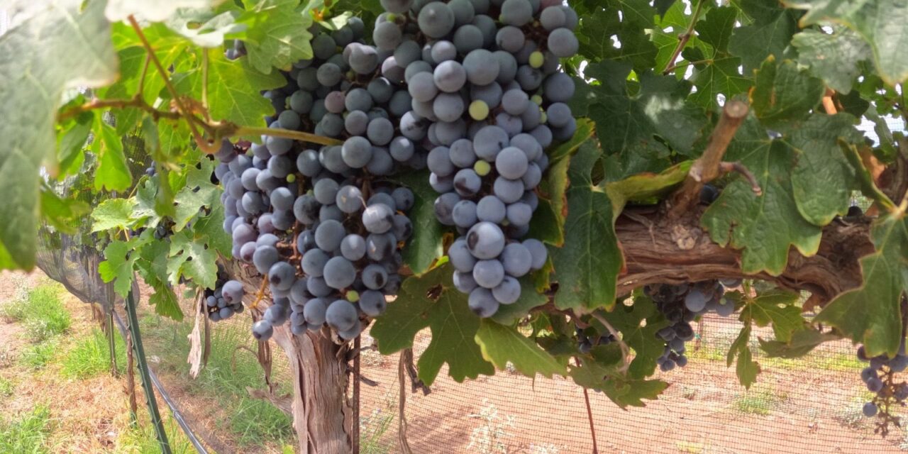 Produce anualmente viñedo de Gobierno del Estado 10 toneladas de uva