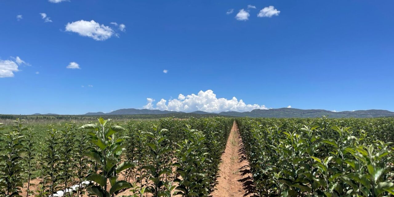 Impulsa SDR la producción de manzanas a través del Vivero Estatal