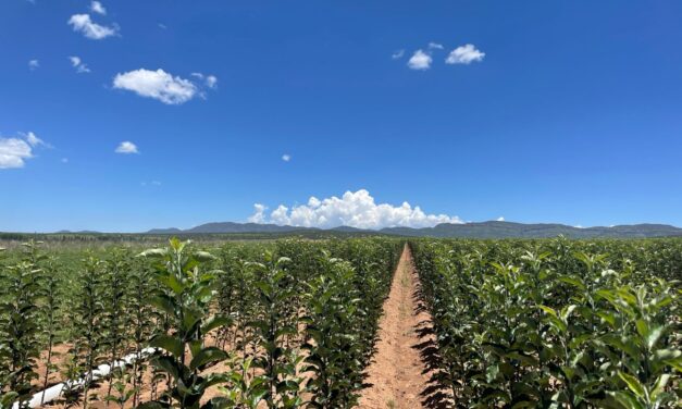 Impulsa SDR la producción de manzanas a través del Vivero Estatal