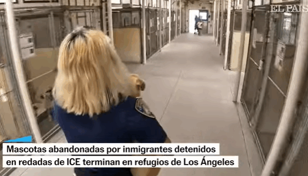 Las redadas del ICE en Los Ángeles dejan a mascotas abandonadas en refugios