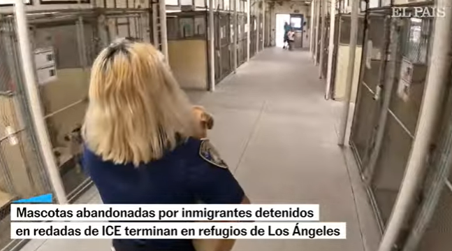 Las redadas del ICE en Los Ángeles dejan a mascotas abandonadas en refugios