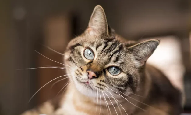 ¿Podrán algún día los gatos ayudar a los científicos a encontrar nuevos tratamientos para la demencia?