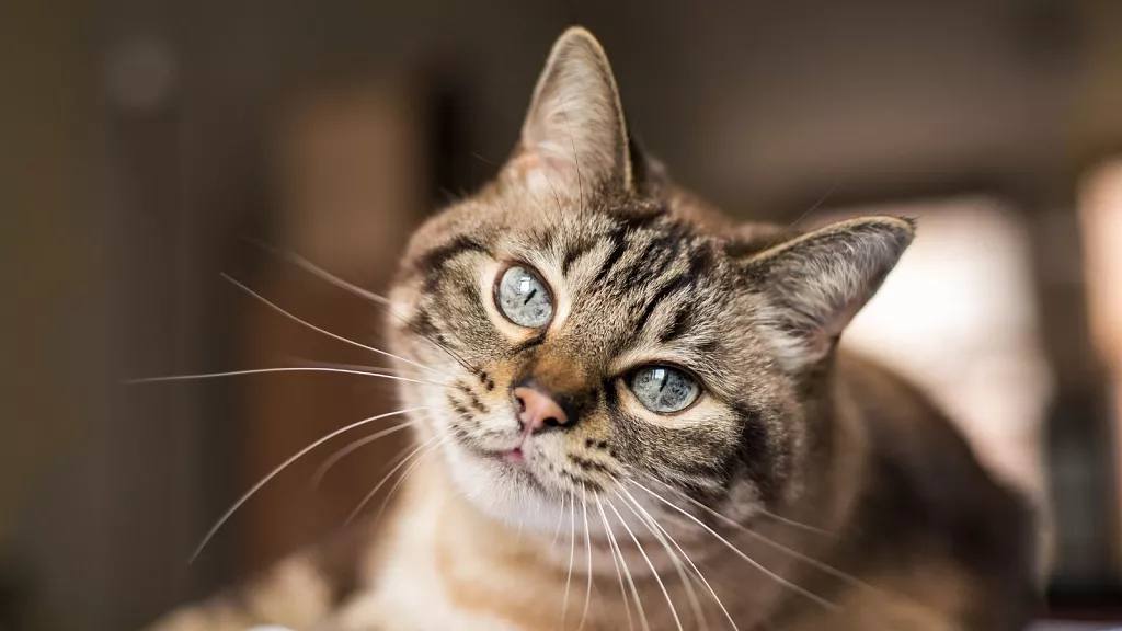 ¿Podrán algún día los gatos ayudar a los científicos a encontrar nuevos tratamientos para la demencia?