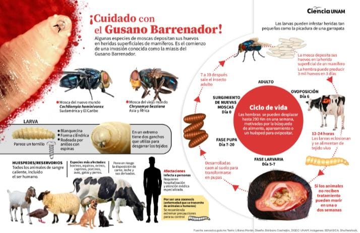 !Alerta! Llega ‘barrenador’ en humano a Estados Unidos