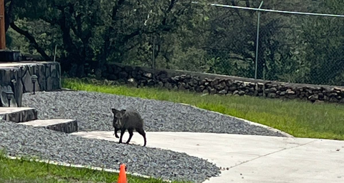 Reubican a jabalíes en el fraccionamiento Pedregales del Bosque