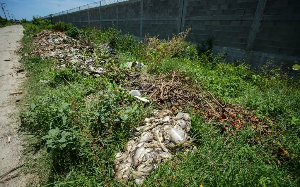 Muerte masiva de peces en Acapulco