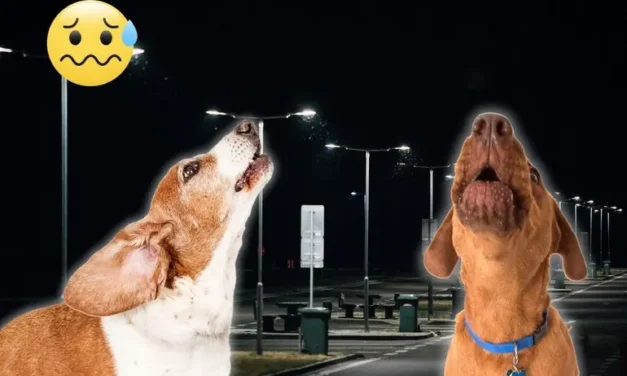 ¿Está la muerte cerca? Esto significa cuando un perro aúlla en la madrugada