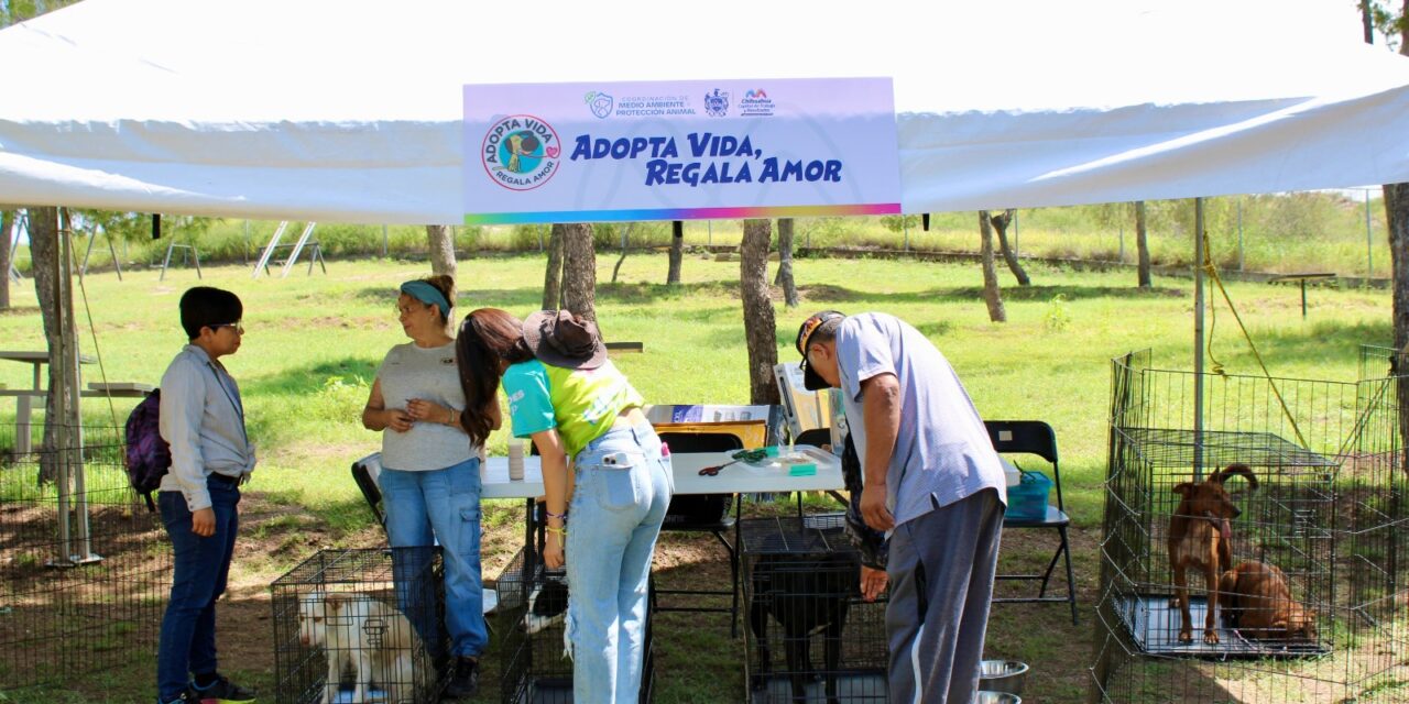 Encuentran hogar 17 perritos en programa “Adopta como Héroe”