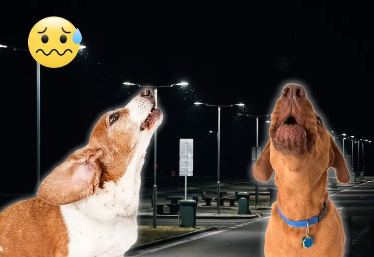 ¿Está la muerte cerca? Esto significa cuando un perro aúlla en la madrugada