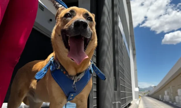 Conoce los requisitos para llevar un perro guía o de apoyo emocional en Bowí
