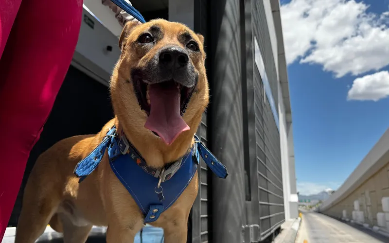 Conoce los requisitos para llevar un perro guía o de apoyo emocional en Bowí