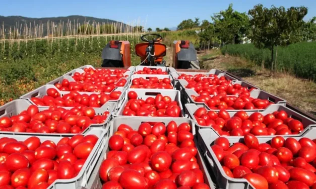 El tomate mexicano en el molcajete