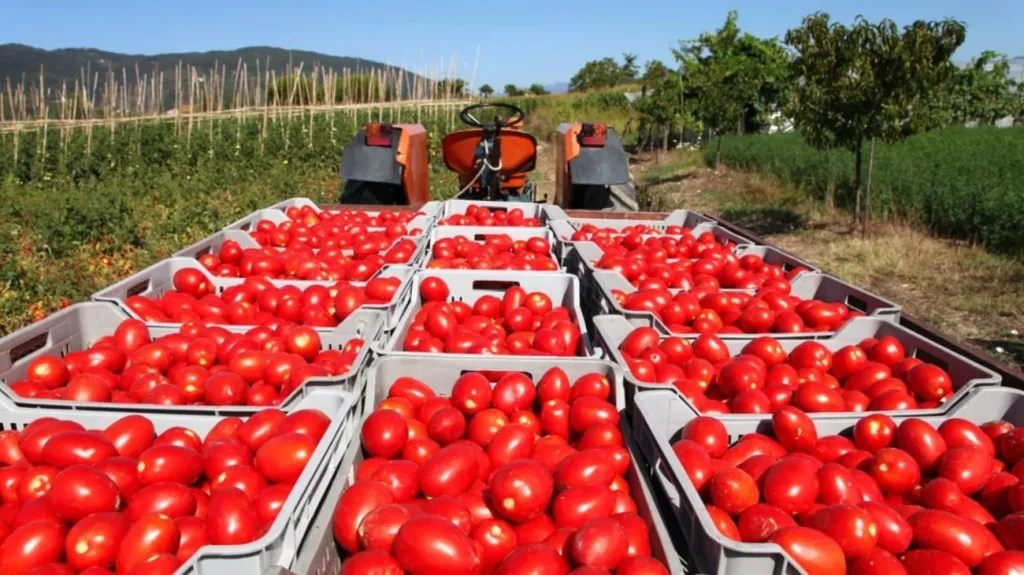 El tomate mexicano en el molcajete