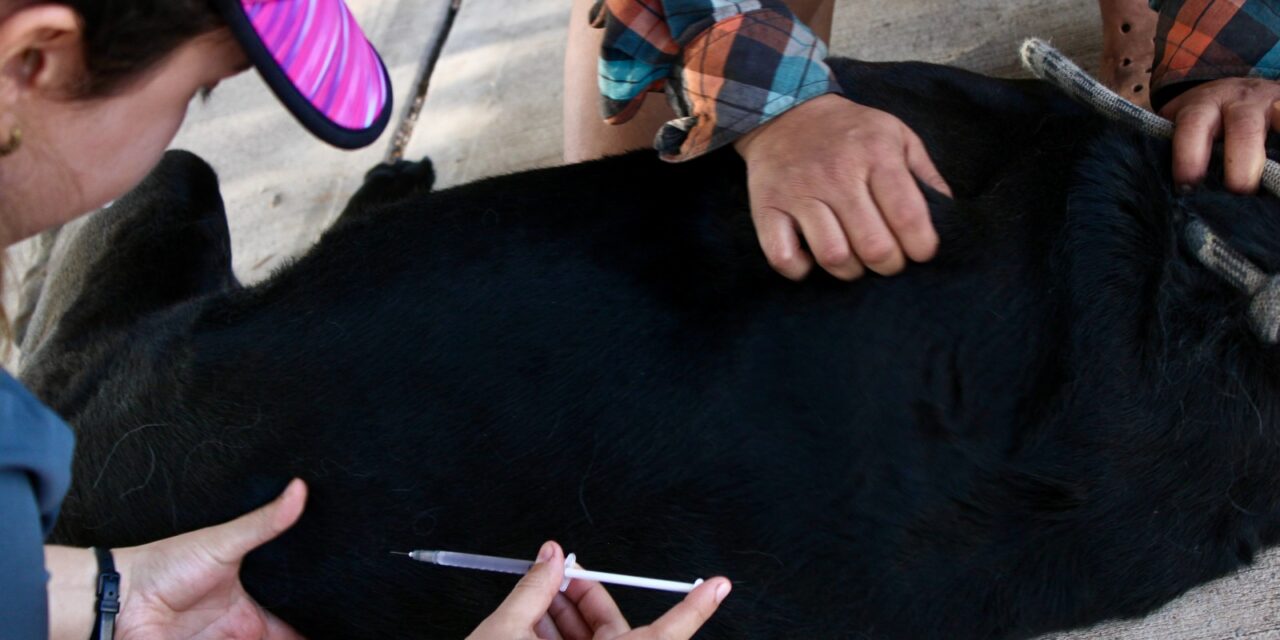 Hoy servicio gratuito para mascotas al Parque El Platanito