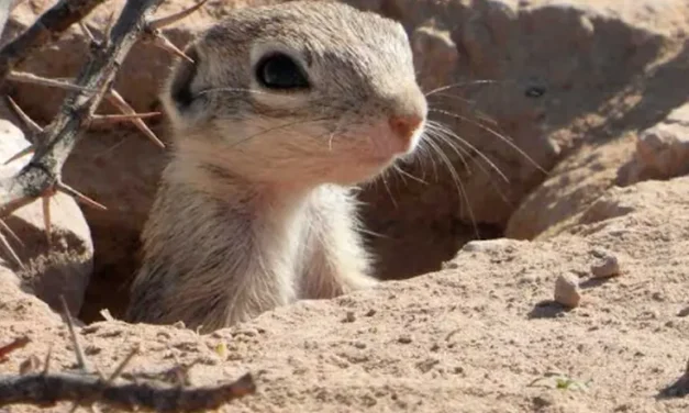 Pide Semarnat cambiar sede del Grito en Ciudad Juárez para proteger ardillas