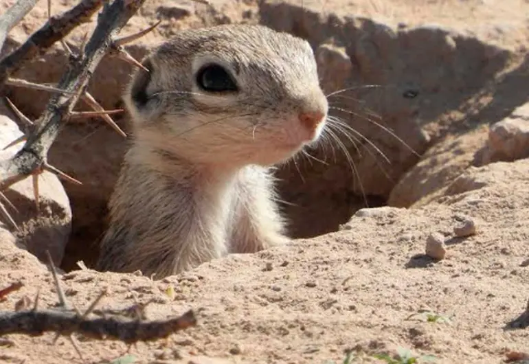 Pide Semarnat cambiar sede del Grito en Ciudad Juárez para proteger ardillas