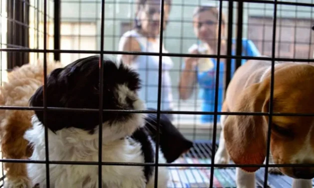 Pide PRI prohibir exhibición pública de animales domésticos para venta
