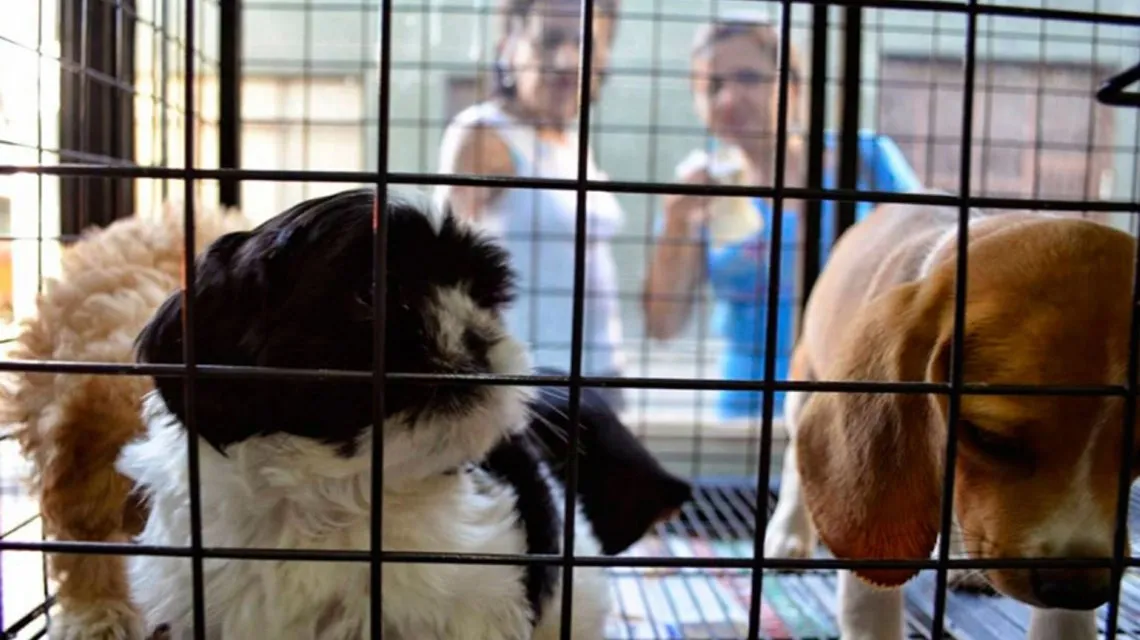 Pide PRI prohibir exhibición pública de animales domésticos para venta