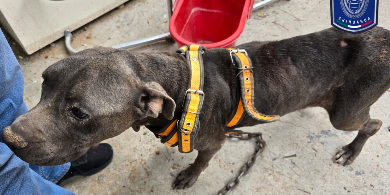 Incrementa 100% rescate de animales maltratados