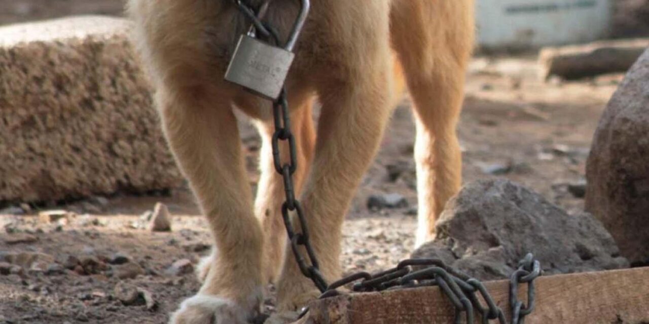 Chihuahua eleva a rango constitucional la protección animal y el derecho a un medio ambiente sano