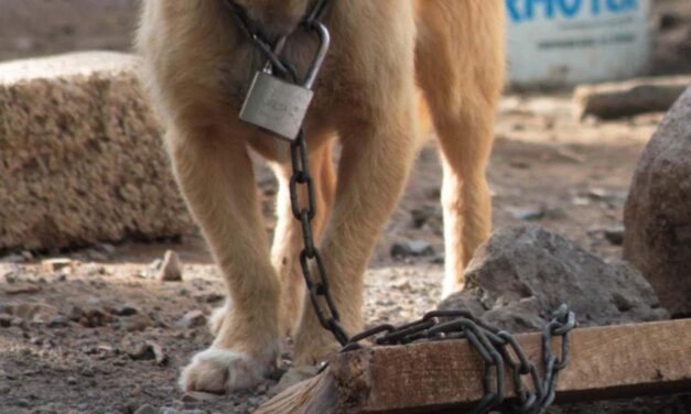 Chihuahua eleva a rango constitucional la protección animal y el derecho a un medio ambiente sano