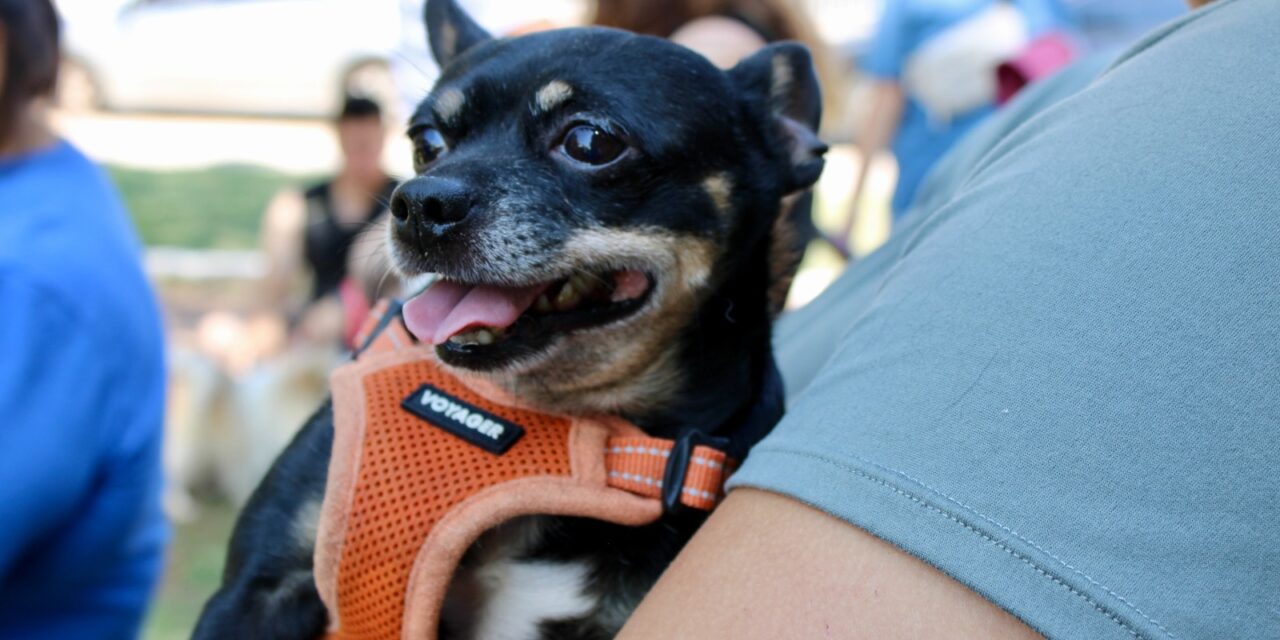 Micro, un perrito protegido gracias a los servicios para mascotas