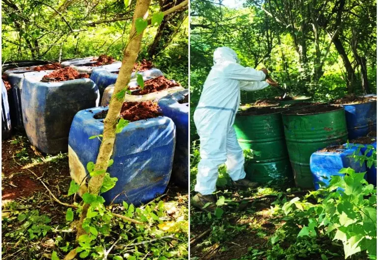 Defensa asegura áreas de producción de drogas en Sinaloa