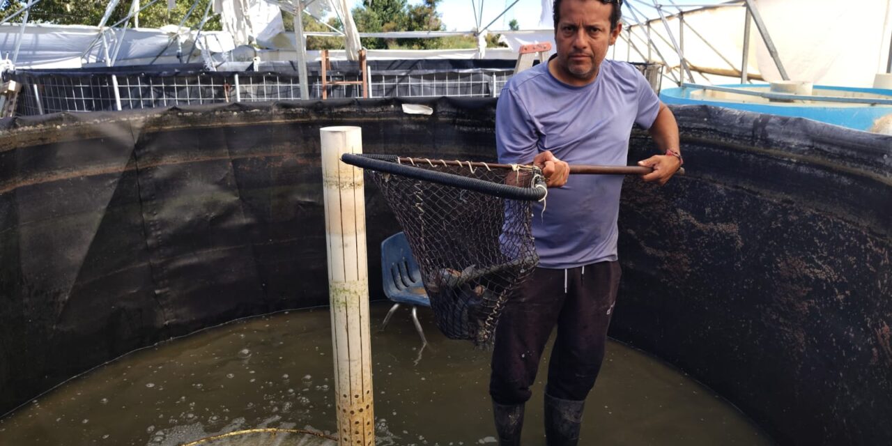 Samalayuca se encuentra en plena cosecha de mojarra tilapia