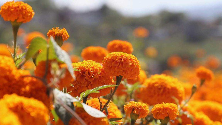 Chinos clonan hasta el cempasúchil