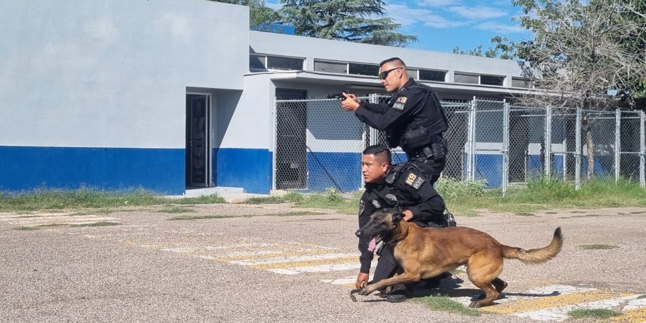 Perros policía de la DSPM, aliados en la prevención del delito