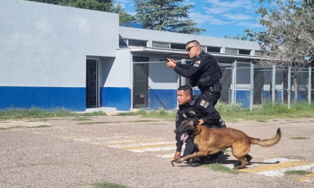 Perros policía de la DSPM, aliados en la prevención del delito