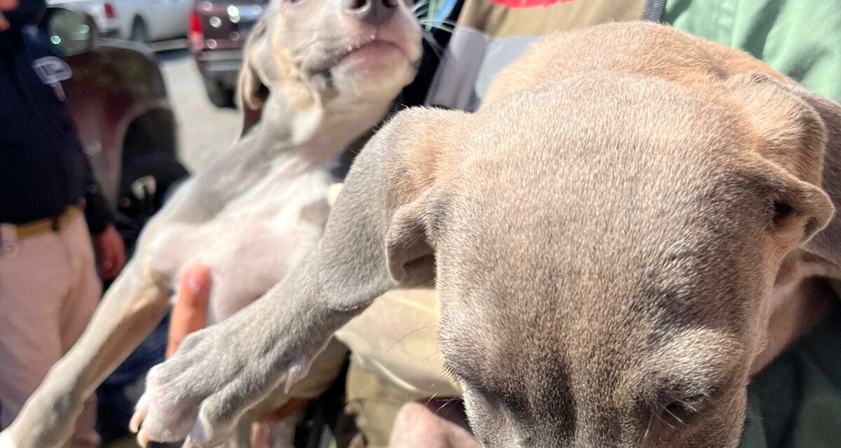 Rescata DABA a nueve perros que sufrían maltrato animal