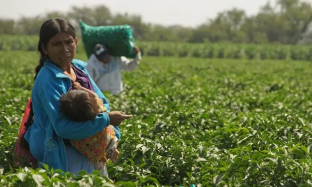 Ser madre en los campos de cultivo