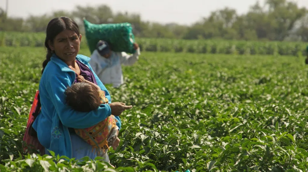 Ser madre en los campos de cultivo