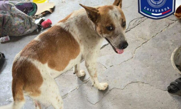 Rescatan a perrito en condiciones de maltrato en Parral
