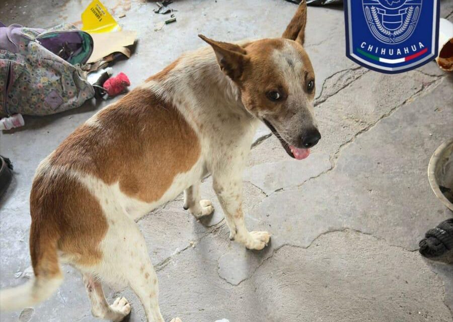 Rescatan a perrito en condiciones de maltrato en Parral