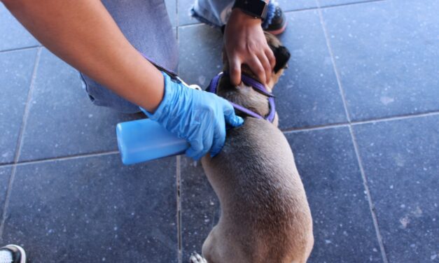 Realizan más de mil servicios en jornada de salud y atención para animales en Punta Oriente