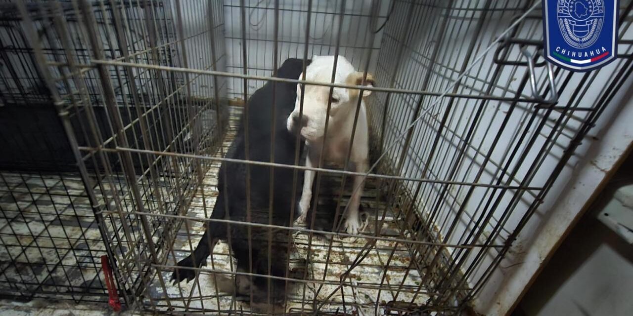  FGE Norte aseguró 19 animales en situación de maltrato durante septiembre en CDJ