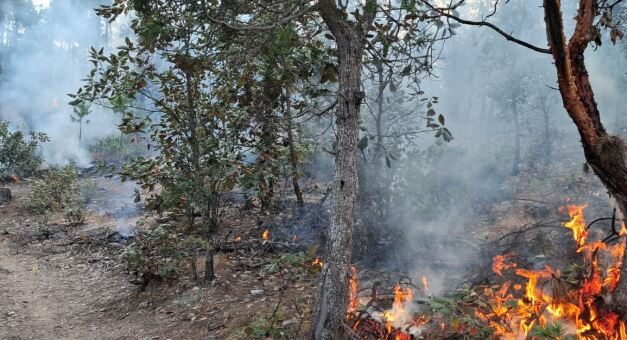 Realizan quema prescrita en el Área de Protección Papigochi