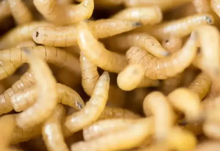 Plaga del barrenador golpea a 13 estados